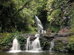 Rain Forest in Brisbane - Budget Self Pack Containers